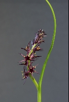 Wurmbea marginata